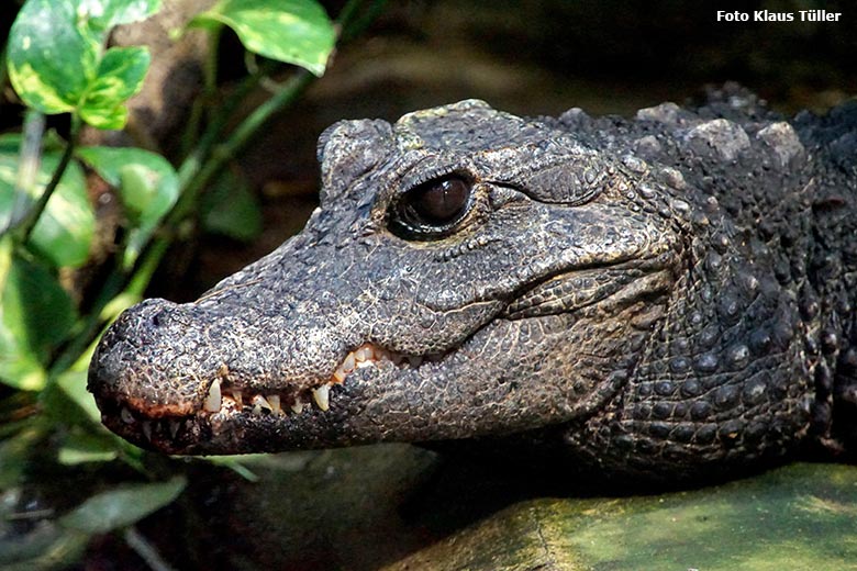 Stumpfkrokodil am 25. Oktober 2019 im Terrarium im Grünen Zoo Wuppertal (Foto Klaus Tüller)
