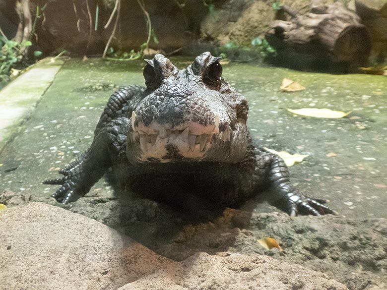 Stumpfkrokodil am 10. Januar 2020 im Terrarium im Grünen Zoo Wuppertal