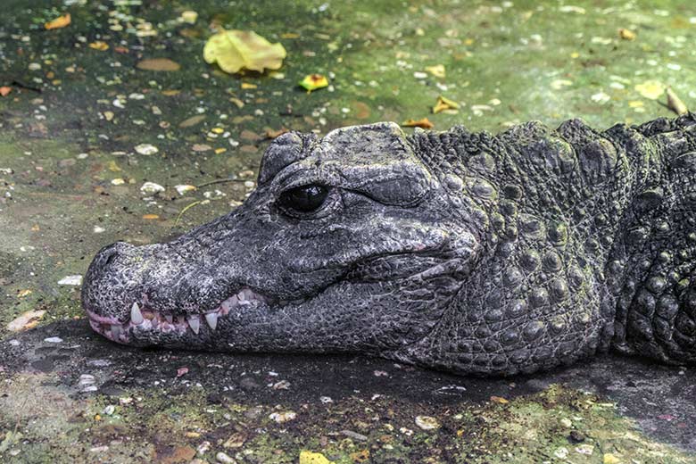 Weibliches Stumpfkrokodil am 10. Januar 2022 im Terrarium im Zoo Wuppertal