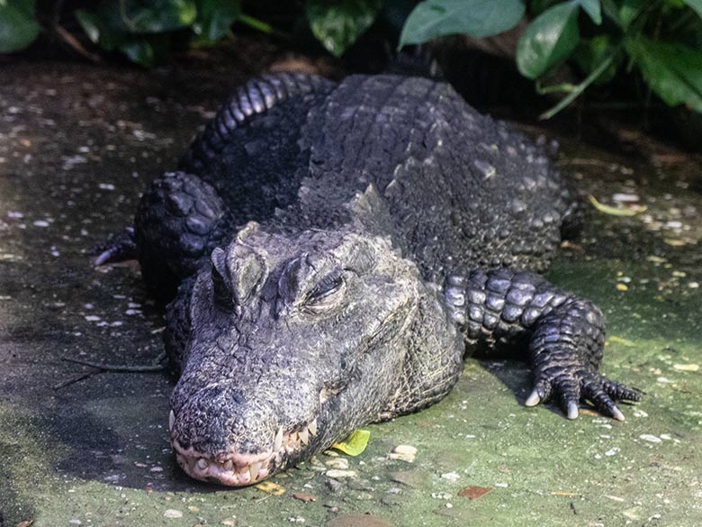 Weibliches Stumpfkrokodil am 22. Januar 2022 im Terrarium im Grünen Zoo Wuppertal