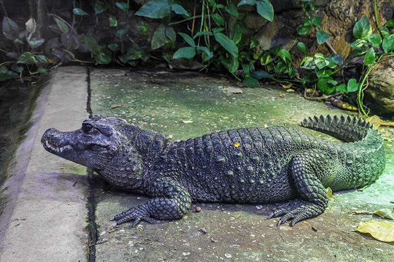 Weibliches Stumpfkrokodil am 23. Januar 2022 im Terrarium im Wuppertaler Zoo