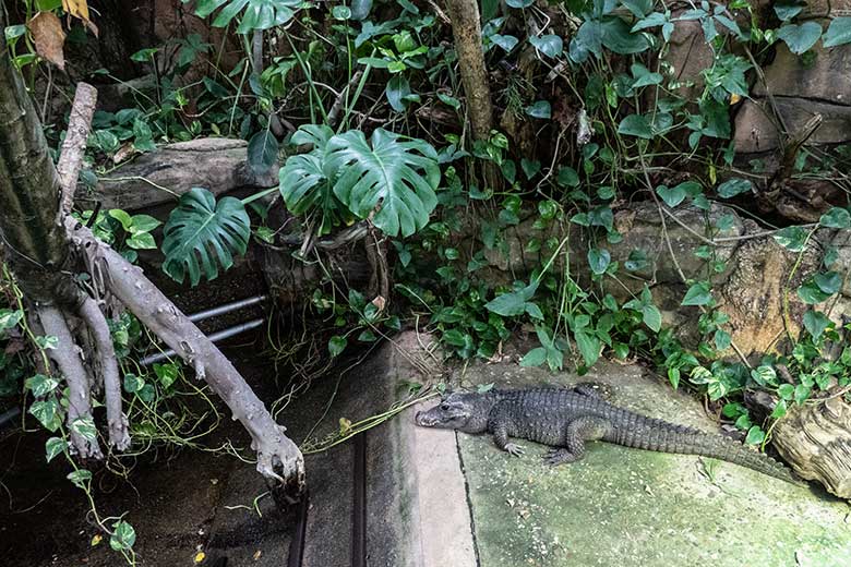 Weibliches Stumpfkrokodil am 2. Februar 2022 im Terrarium im Zoologischen Garten der Stadt Wuppertal