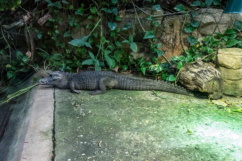 Weibliches Stumpfkrokodil am 2. Februar 2022 im Terrarium im Zoo Wuppertal