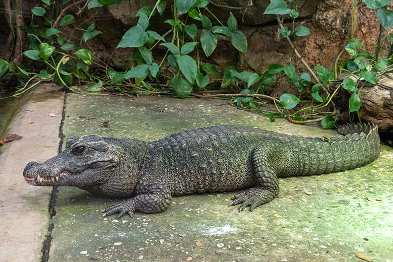 Weibliches Stumpfkrokodil am 25. Februar 2022 im Terrarium im Wuppertaler Zoo