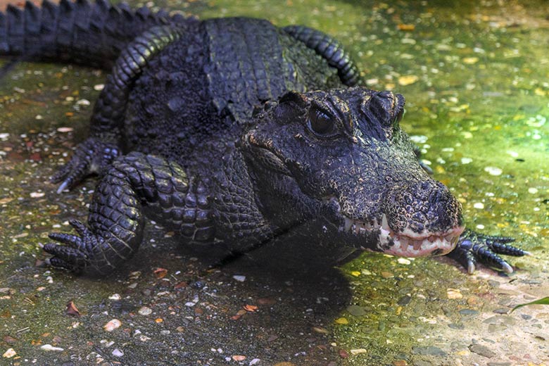 Weibliches Stumpfkrokodil am 17. März 2022 im Terrarium im Zoologischen Garten Wuppertal