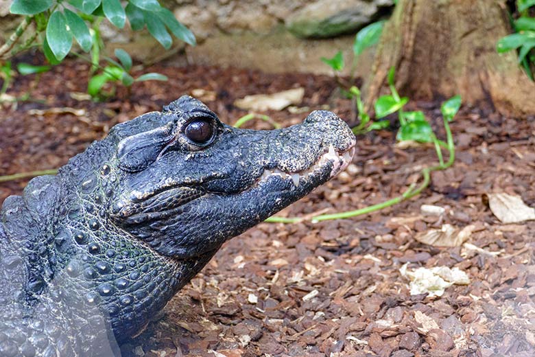 Weibliches Stumpfkrokodil am 18. März 2022 im Terrarium im Zoologischen Garten der Stadt Wuppertal