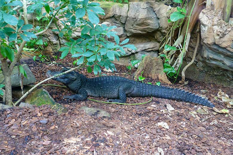 Weibliches Stumpfkrokodil am 18. März 2022 im Terrarium im Zoologischen Garten Wuppertal