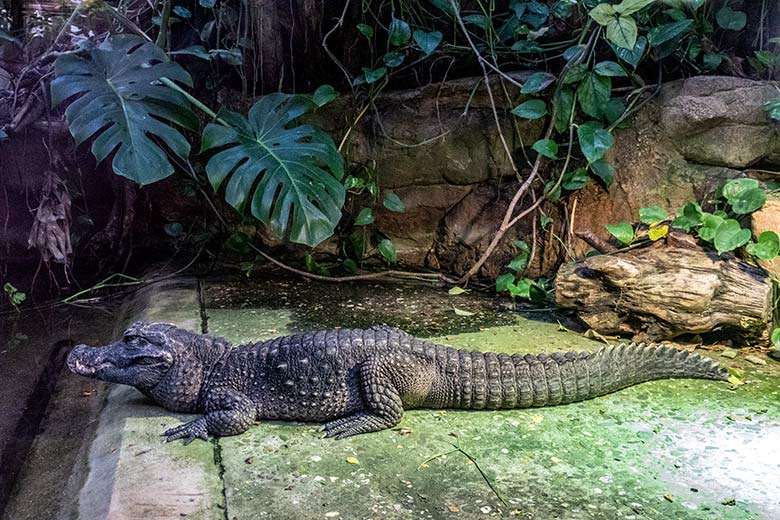 Weibliches Stumpfkrokodil am 7. Februar 2023 im Terrarium im Wuppertaler Zoo