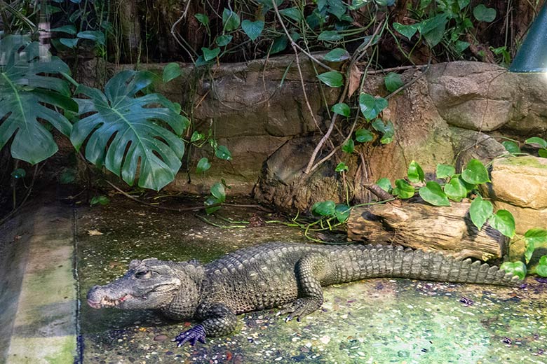 Weibliches Stumpfkrokodil am 1. März 2023 im Terrarium im Wuppertaler Zoo