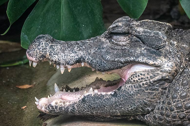 Weibliches Stumpfkrokodil am 11. Juni 2023 im Terrarium im Grünen Zoo Wuppertal