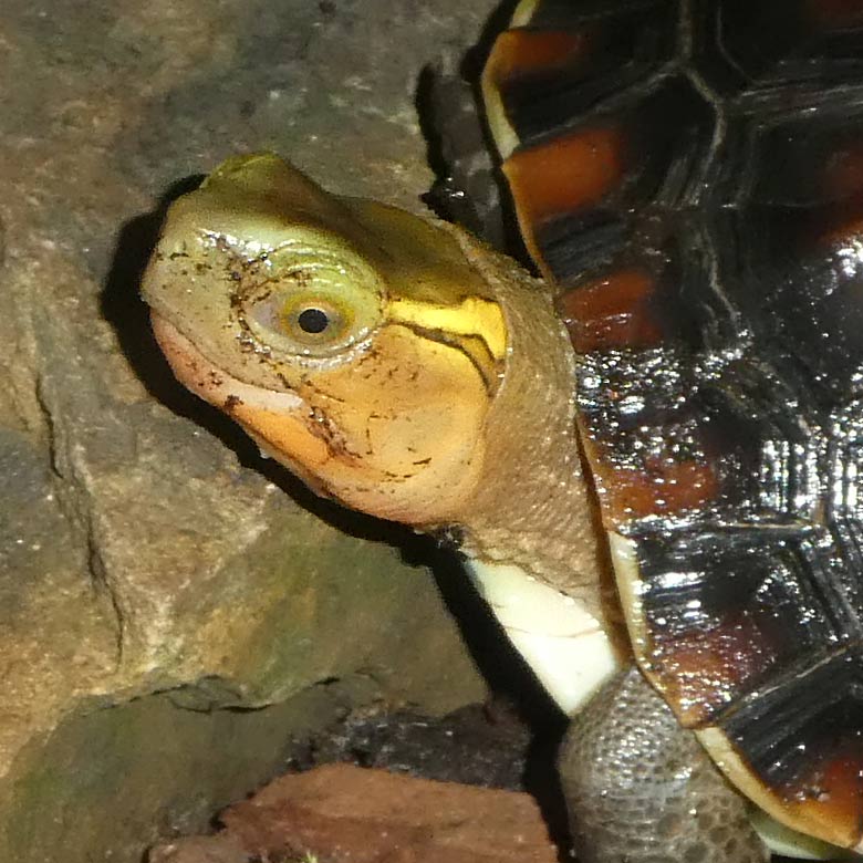 Gelbrand-Scharnierschildkröte (Cuora flavomarginata) am 8. Oktober 2017 im Terrarium im Grünen Zoo Wuppertal