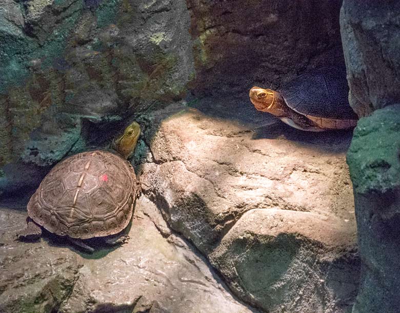 Gelbrand-Scharnierschildkröten (Cuora flavomarginata) am 6. Januar 2018 im Terrarium im Zoologischen Garten der Stadt Wuppertal
