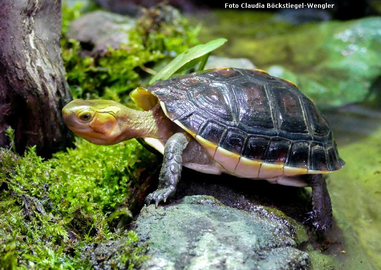 Gelbrand-Scharnierschildkröte am 30. Januar 2018 im Terrarium im Grünen Zoo Wuppertal (Foto Claudia Böckstiegel-Wengler)