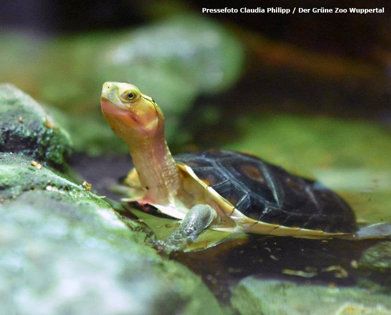 Gelbrand-Scharnierschildkröte im Zoologischen Garten der Stadt Wuppertal (Pressefoto Claudia Philipp - Der Grüne Zoo Wuppertal)