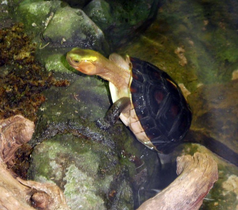 Gelbrand-Scharnierschildkröte am 14. April 2018 im Terrarium im Wuppertaler Zoo