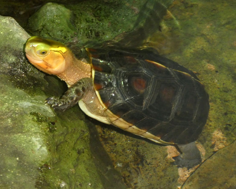 Gelbrand-Scharnierschildkröte am 21. April 2018 im Terrarium im Grünen Zoo Wuppertal