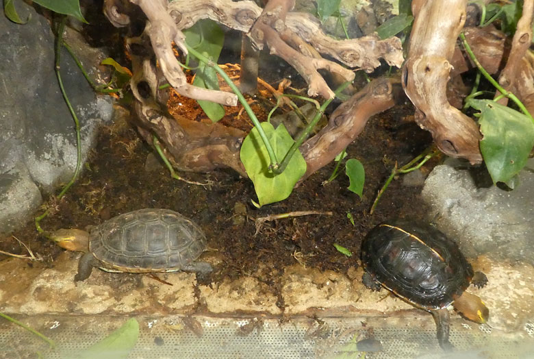 Zwei Gelbrand-Scharnierschildkröten am 21. April 2018 im Terrarium im Zoologischen Garten der Stadt Wuppertal