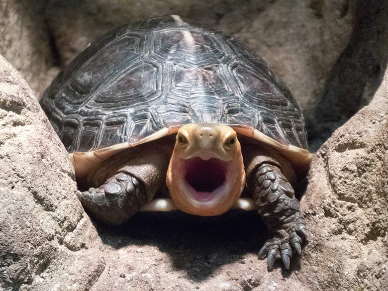 Gelbrand-Scharnierschildkröte am 16. Dezember 2018 im Terrarium im Zoo Wuppertal