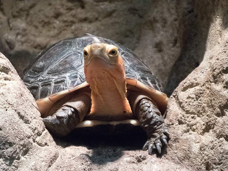Gelbrand-Scharnierschildkröte am 16. Dezember 2018 im Terrarium im  Wuppertaler Zoo