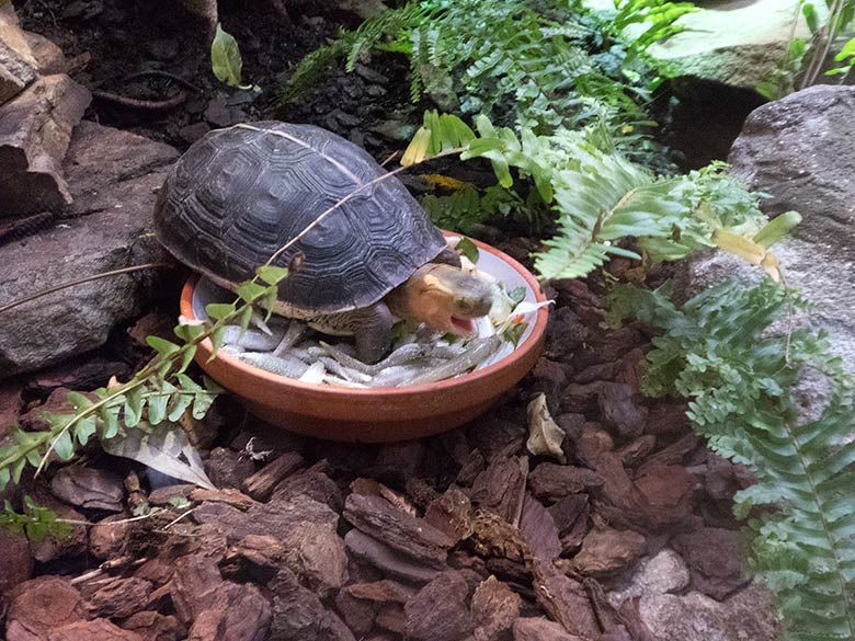 Gelbrand-Scharnierschildkröte am 5. Januar 2019 im Terrarium im Grünen Zoo Wuppertal