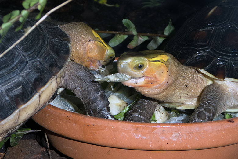 Gelbrand-Scharnierschildkröten am 5. Januar 2019 im Terrarium im Zoologischen Garten der Stadt Wuppertal