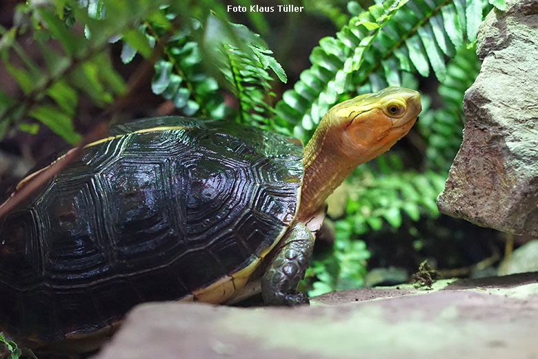 Gelbrand-Scharnierschildkröte am 2. März 2019 im Terrarium im Wuppertaler Zoo (Foto Klaus Tüller)