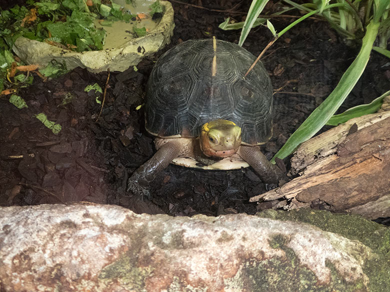 Gelbrand-Scharnierschildkröte am 28. Oktober 2019 im Terrarium im Zoo Wuppertal