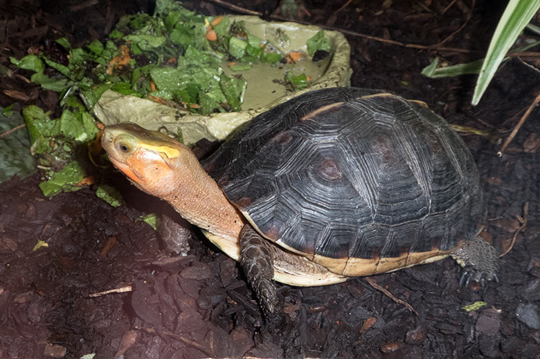 Gelbrand-Scharnierschildkröte am 28. Oktober 2019 im Terrarium im Wuppertaler Zoo