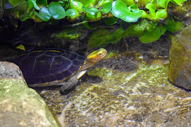 Gelbrand-Scharnierschildkröten am 10. Oktober 2021 in einem Schaugehege im Terrarium im Wuppertaler Zoo