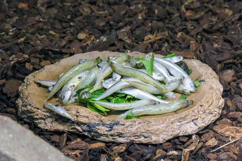 Futterfische für die Gelbrand-Scharnierschildkrötennn am 29. November 2021 in einem Schaugehege im Terrarium im Grünen Zoo Wuppertal