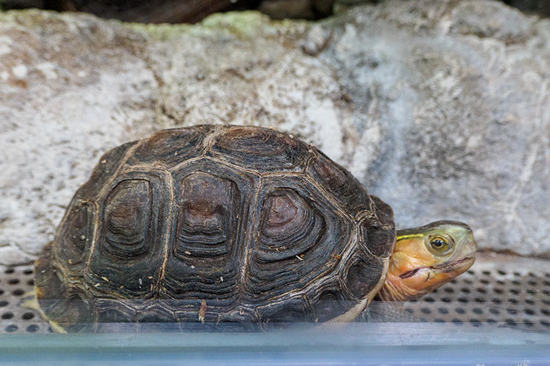 Gelbrand-Scharnierschildkröte am 30. Januar 2022 im Terrarium im Grünen Zoo Wuppertal