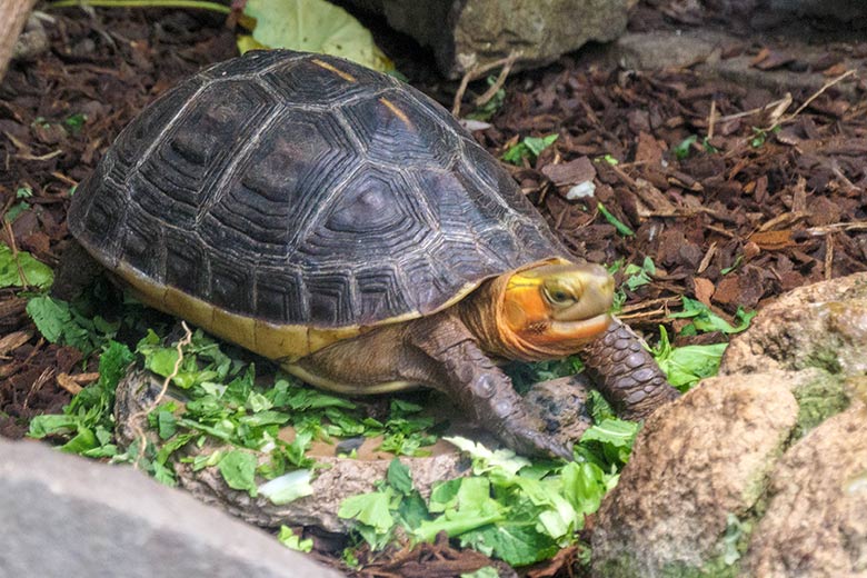 Gelbrand-Scharnierschildkröte am 9. März 2022 im Terrarium im Wuppertaler Zoo