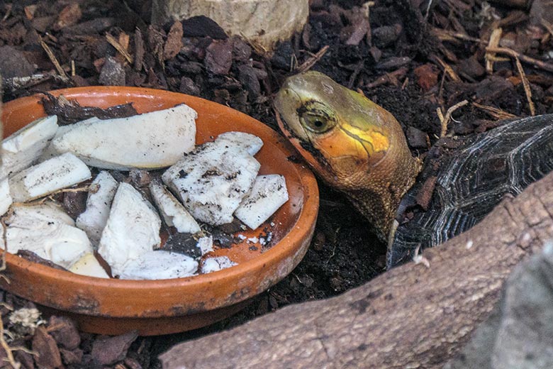 Schulp für die Gelbrand-Scharnierschildkröte am 16. März 2022 im Terrarium im Zoologischen Garten Wuppertal