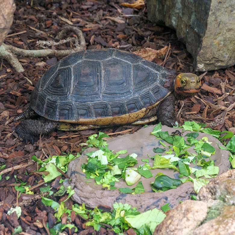 Salat für die Gelbrand-Scharnierschildkröte am 16. März 2022 im Terrarium im Wuppertaler Zoo