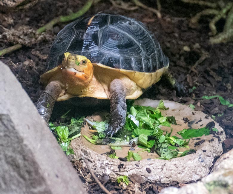 Gelbrand-Scharnierschildkröte am 30. November 2022 im Terrarium im Grünen Zoo Wuppertal