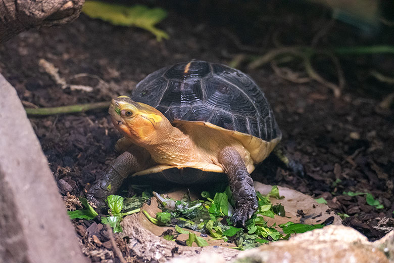 Gelbrand-Scharnierschildkröte am 30. November 2022 im Terrarium im Wuppertaler Zoo