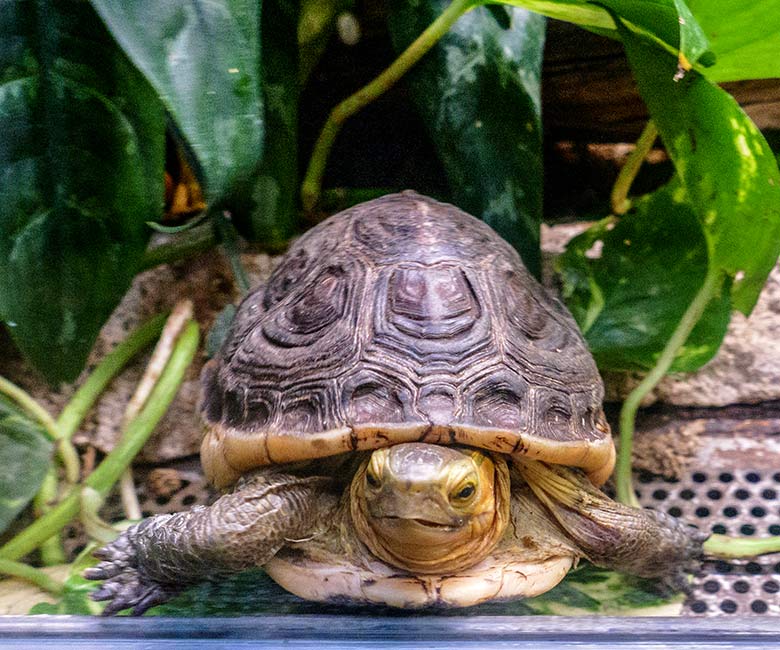 Gelbrand-Scharnierschildkröte am 1. Januar 2023 im Terrarium im Zoologischen Garten Wuppertal