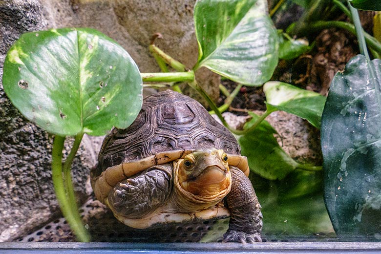 Gelbrand-Scharnierschildkröte am 1. Januar 2023 im Terrarium im Zoo Wuppertal