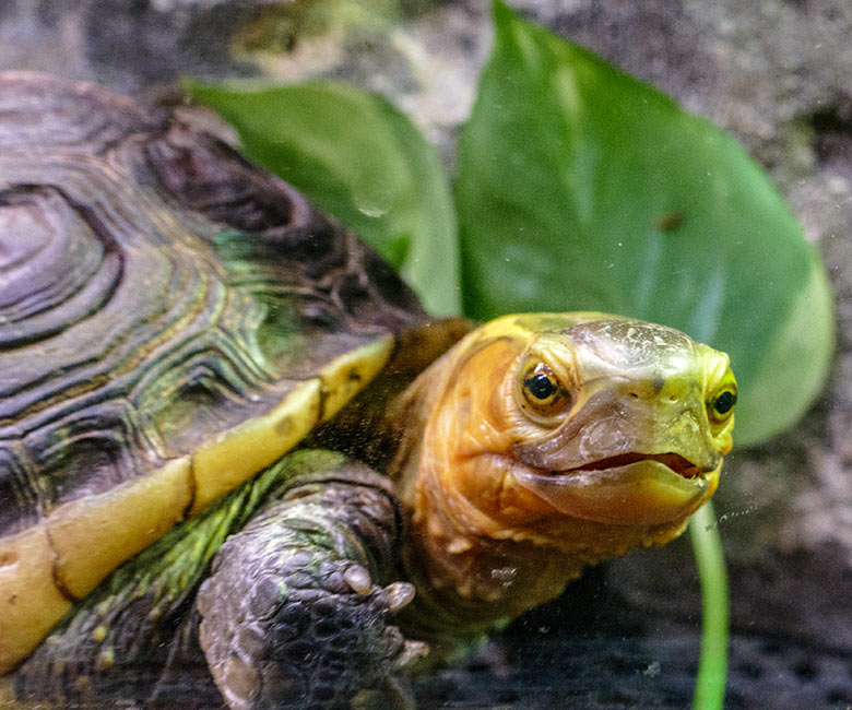 Gelbrand-Scharnierschildkröte am 1. Januar 2023 im Terrarium im Grünen Zoo Wuppertal