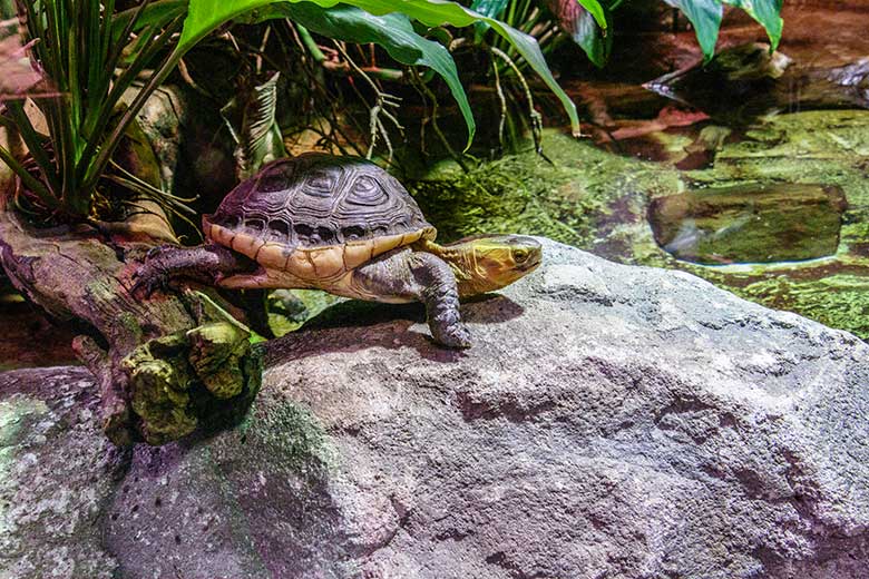 Gelbrand-Scharnierschildkröte am 1. Januar 2023 im Terrarium im Zoo Wuppertal