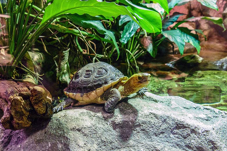 Gelbrand-Scharnierschildkröte am 1. Januar 2023 im Terrarium im Wuppertaler Zoo