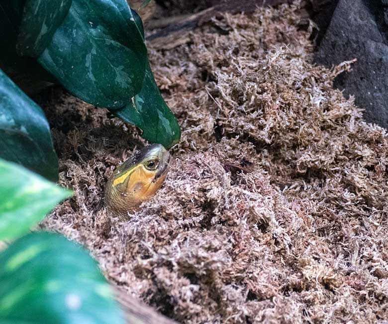 Gelbrand-Scharnierschildkröte am 7. Januar 2023 im Terrarium im Grünen Zoo Wuppertal