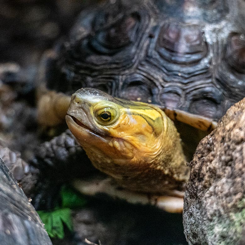 Weibliche Gelbrand-Scharnierschildkröte am 23. Januar 2023 im Terrarium im Wuppertaler Zoo