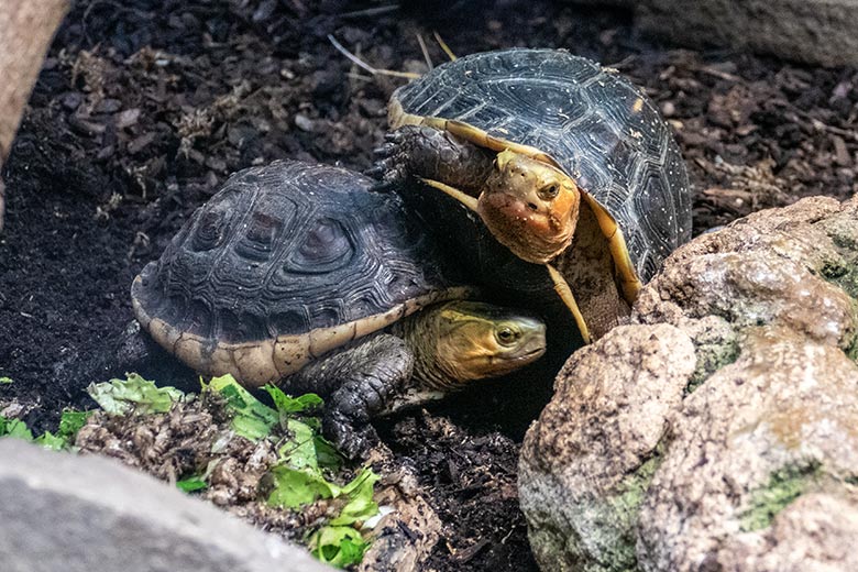 Männliche und weibliche Gelbrand-Scharnierschildkröte (rechts) am 23. Januar 2023 im Terrarium im Zoologischen Garten Wuppertal