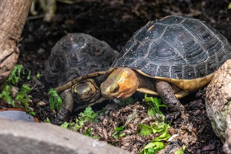 Männliche und weibliche Gelbrand-Scharnierschildkröte (rechts) am 23. Januar 2023 im Terrarium im Zoo Wuppertal