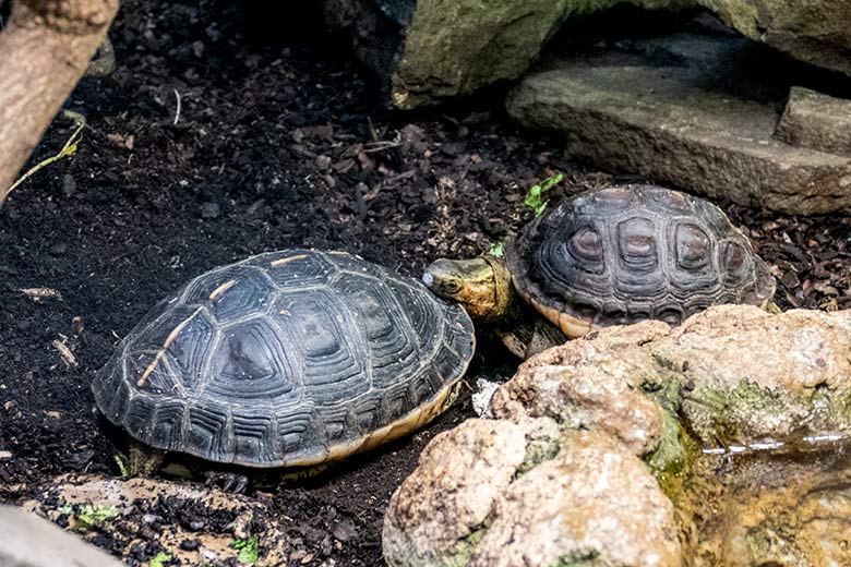 Weibliche und männliche Gelbrand-Scharnierschildkröte (rechts) am 23. Januar 2023 im Terrarium im Wuppertaler Zoo