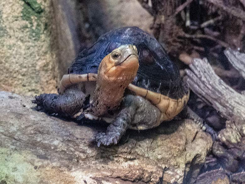 Weibliche Gelbrand-Scharnierschildkröte am 29. Januar 2023 im Terrarium im Zoologischen Garten der Stadt Wuppertal