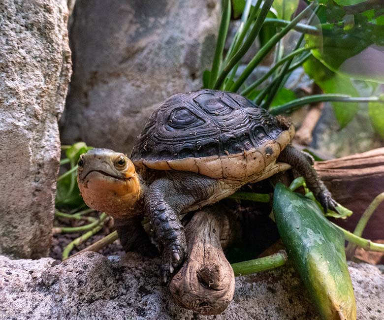 Gelbrand-Scharnierschildkröte am 30. Januar 2023 im Terrarium im Grünen Zoo Wuppertal