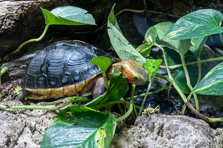 Gelbrand-Scharnierschildkröte und Futter-Tier am 29. Januar 2024 im Terrarium im Zoo Wuppertal