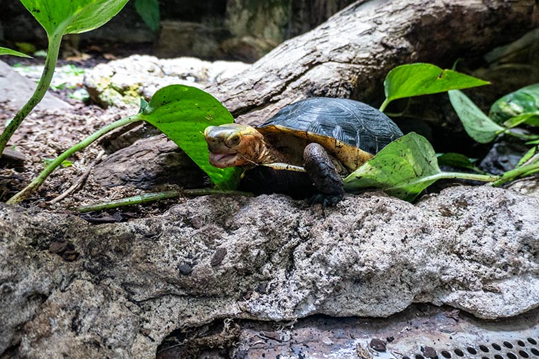 Gelbrand-Scharnierschildkröte am 29. Januar 2024 im Terrarium im Grünen Zoo Wuppertal